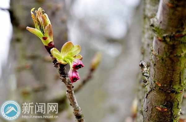 樱花含羞等你“赴约”
