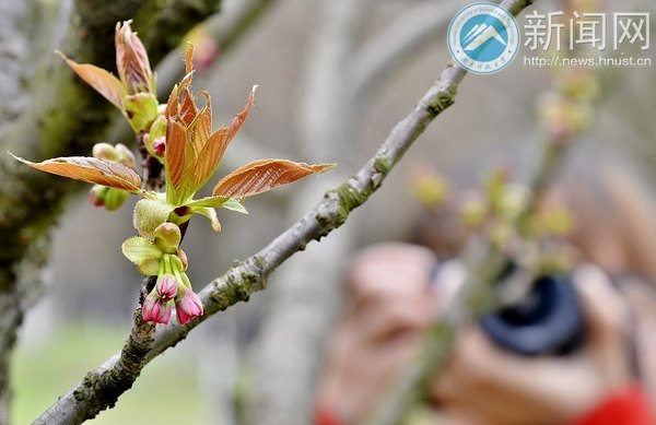 樱花含羞等你“赴约”