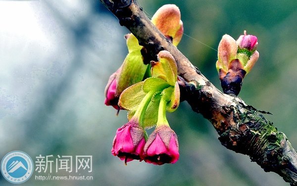 樱花含羞等你“赴约”