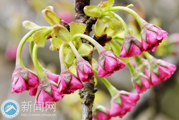 樱花含羞等你“赴约”