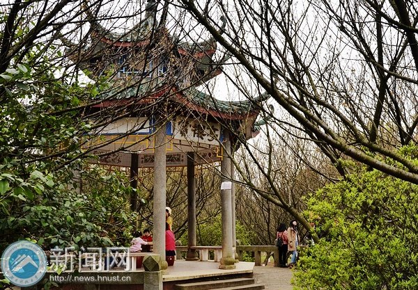 樱花含羞等你“赴约”