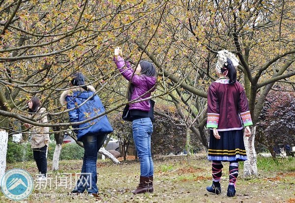 樱花含羞等你“赴约”