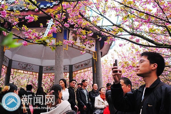 春意浓 点点樱花俏枝头