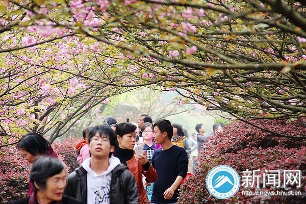 春意浓 点点樱花俏枝头