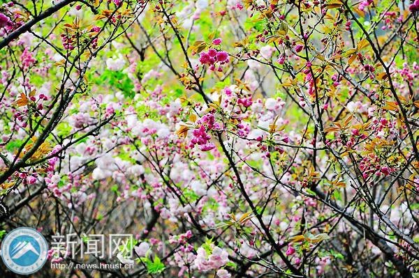 春意浓 点点樱花俏枝头