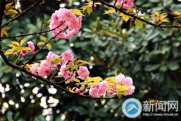 春意浓 点点樱花俏枝头