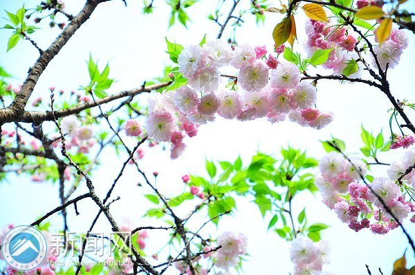 春意浓 点点樱花俏枝头