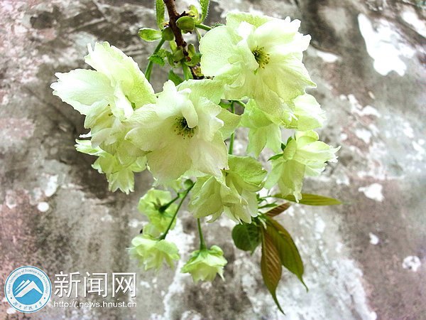 春意浓 点点樱花俏枝头