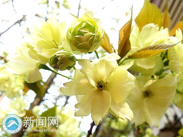 春意浓 点点樱花俏枝头