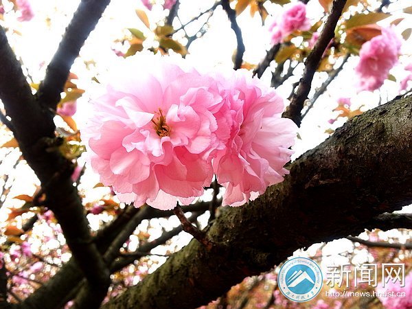 春意浓 点点樱花俏枝头