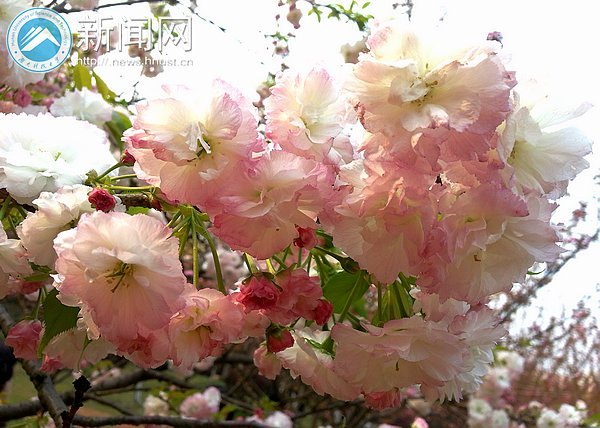 春意浓 点点樱花俏枝头