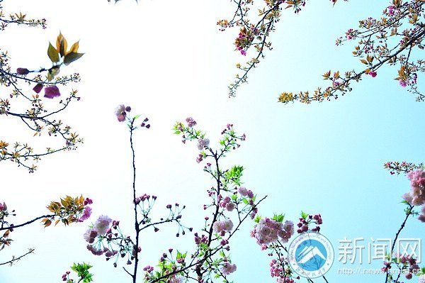 春意浓 点点樱花俏枝头