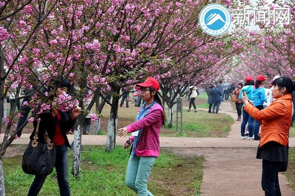 樱开堪折勿须折 莫待无花空叹息