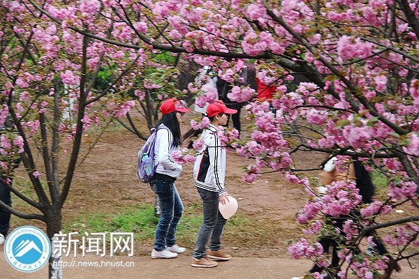 樱开堪折勿须折 莫待无花空叹息