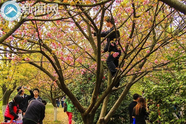 樱开堪折勿须折 莫待无花空叹息