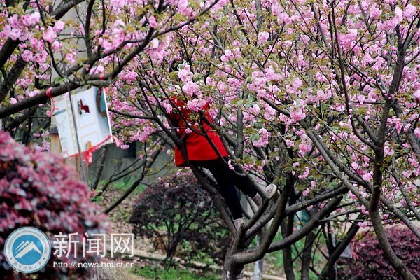 樱开堪折勿须折 莫待无花空叹息