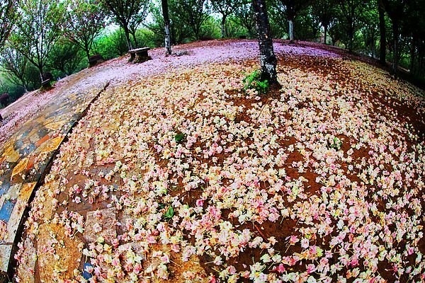 【影像视界】第五期:落樱也缤纷