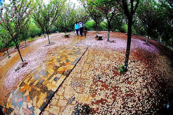 【影像视界】第五期:落樱也缤纷