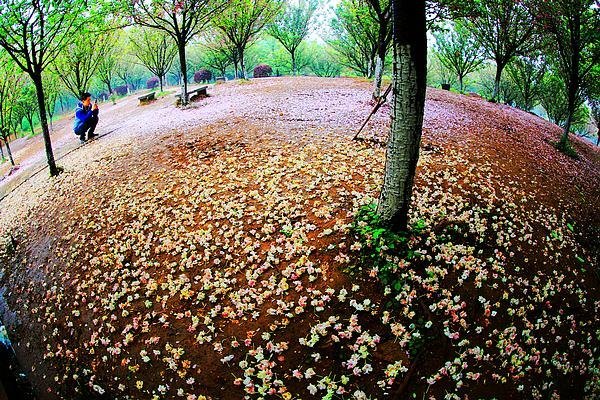 【影像视界】第五期:落樱也缤纷