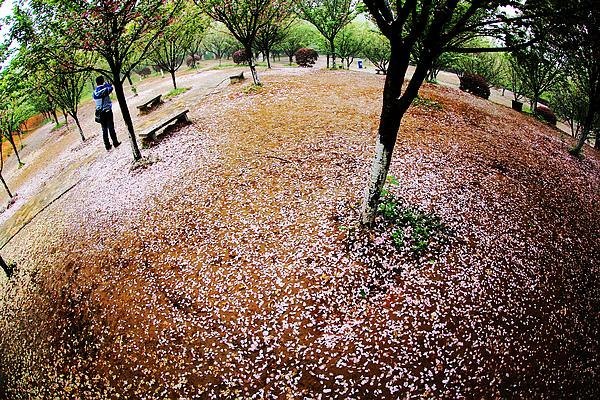 【影像视界】第五期:落樱也缤纷