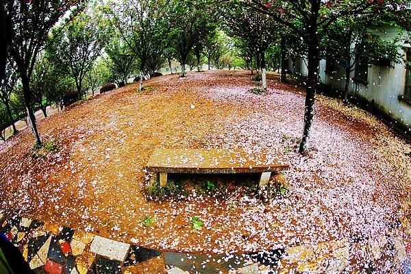 【影像视界】第五期:落樱也缤纷