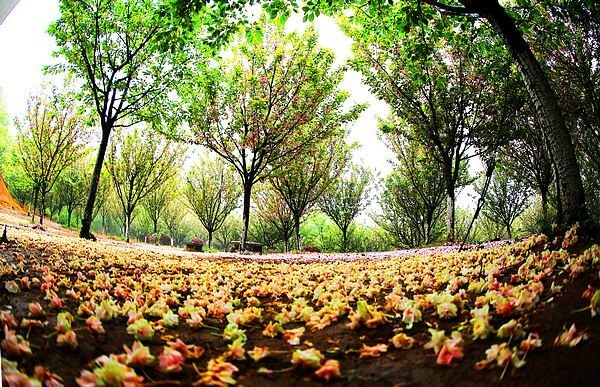 【影像视界】第五期:落樱也缤纷