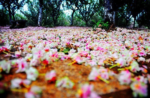 【影像视界】第五期:落樱也缤纷