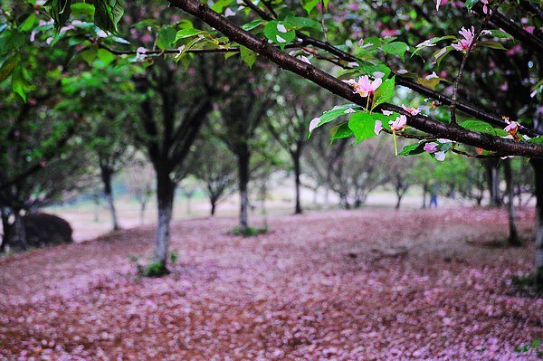 【影像视界】第五期:落樱也缤纷