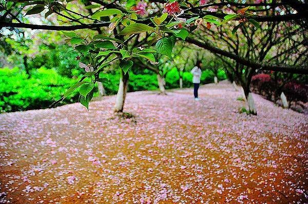 【影像视界】第五期:落樱也缤纷