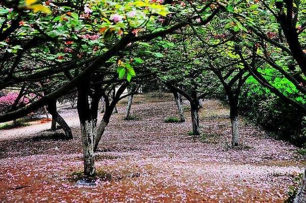 【影像视界】第五期:落樱也缤纷