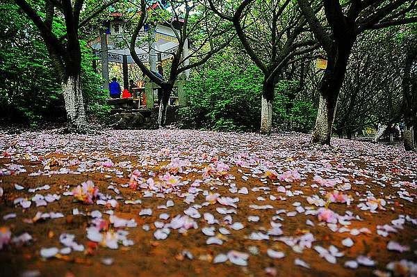 【影像视界】第五期:落樱也缤纷