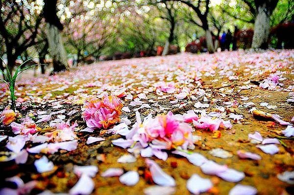 【影像视界】第五期:落樱也缤纷