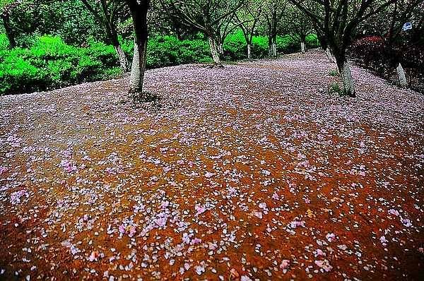 【影像视界】第五期:落樱也缤纷