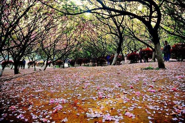 【影像视界】第五期:落樱也缤纷