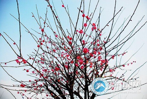 ���ϿƼ���ѧǧ��÷���������� ����У԰