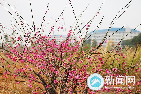 ���ϿƼ���ѧǧ��÷���������� ����У԰