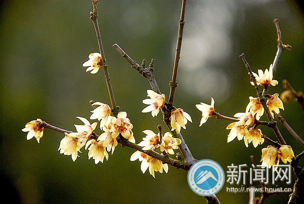 ���ϿƼ���ѧǧ��÷���������� ����У԰