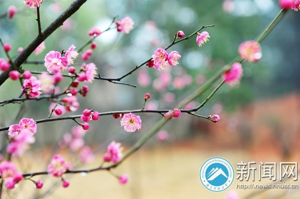 ���ϿƼ���ѧǧ��÷���������� ����У԰