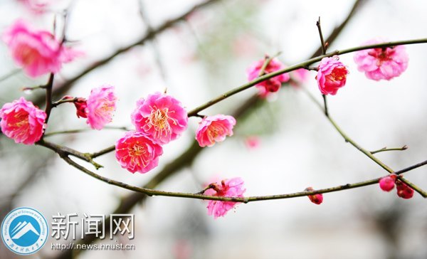 ���ϿƼ���ѧǧ��÷���������� ����У԰