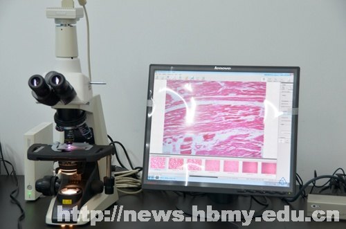 ��̬ѧ������΢������ѧʵ��ϵͳ�仧ҽѧԺ