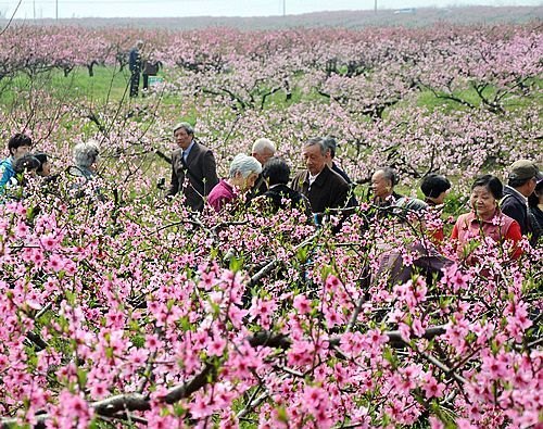 湖北工业大学老年人孝感赏桃花