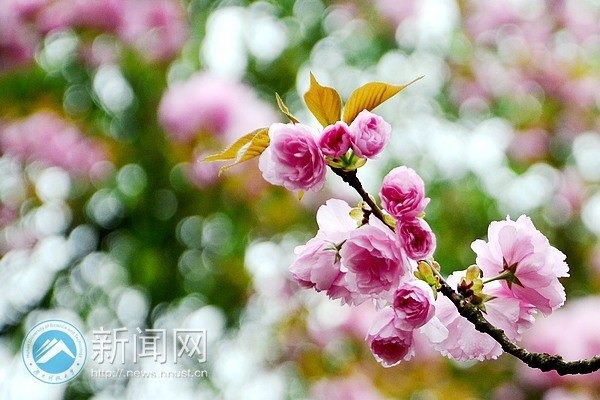 绯云绛雪 游人共赴樱花宴