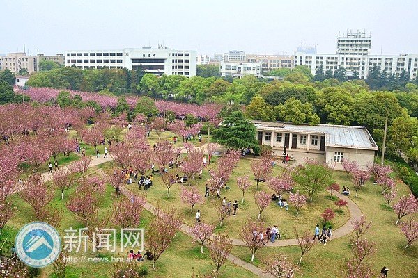 绯云绛雪 游人共赴樱花宴