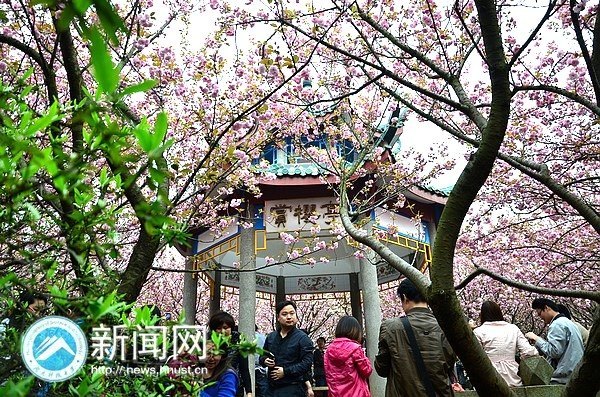 绯云绛雪 游人共赴樱花宴