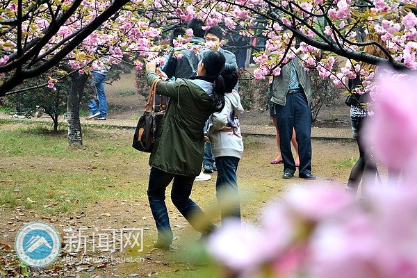 绯云绛雪 游人共赴樱花宴