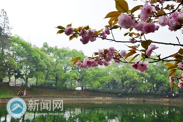 绯云绛雪 游人共赴樱花宴