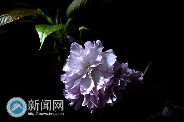 绯云绛雪 游人共赴樱花宴