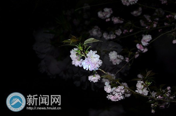 绯云绛雪 游人共赴樱花宴