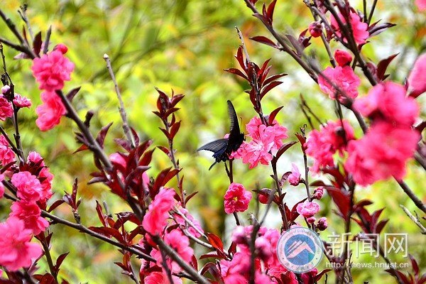 满园春色关不住