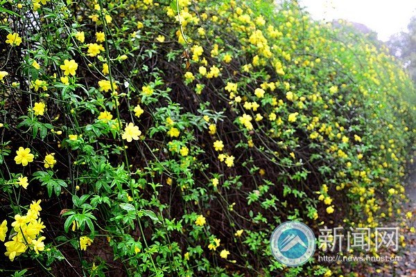 满园春色关不住